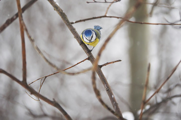 titmouse in the winter forest