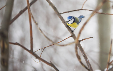 titmouse in the winter forest