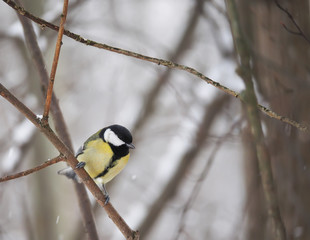 titmouse in the winter forest