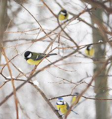 titmouse in the winter forest