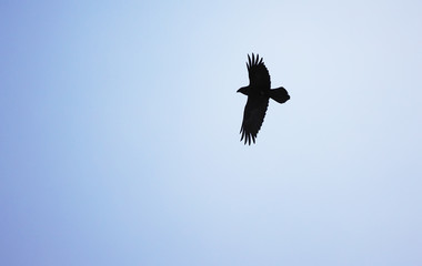 crow in flight