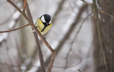 titmouse in the winter forest