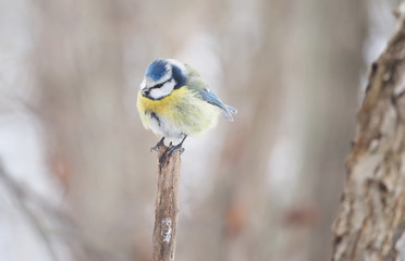titmouse in the winter forest