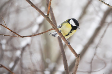 titmouse in the winter forest