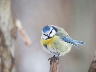titmouse in the winter forest
