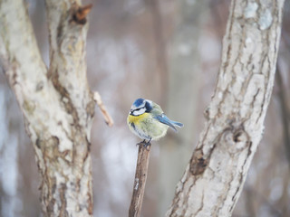 titmouse in the winter forest