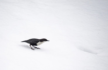 Dipper on the river in winter