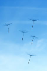 Federleichte Schirmchen einer Pusteblume schweben vor blauem Himmel;  Symbol und Metapher für viele Begriffe,  Freiheit, Mobilität, Startup, Zukunft, Leichtigkeit, Fortpflanzung; Glückwünsche - 129755032