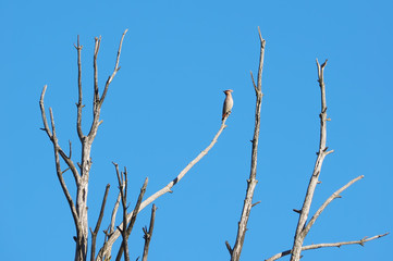 waxwings on a tree