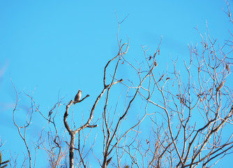 waxwings on a tree