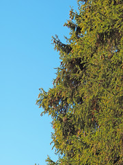 Krone spruce forest