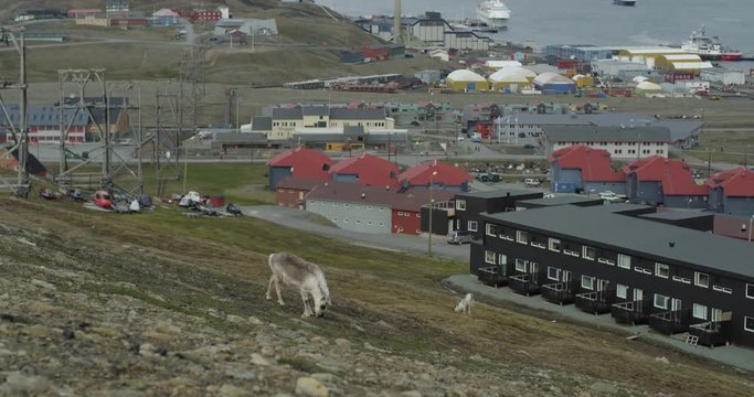 Reindeer graze on a hillside above Longyearbyen in Svalbard with ships in harbor