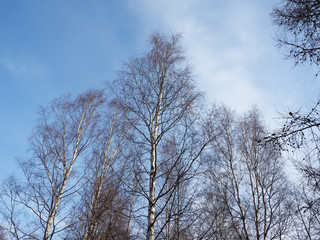 birch forest