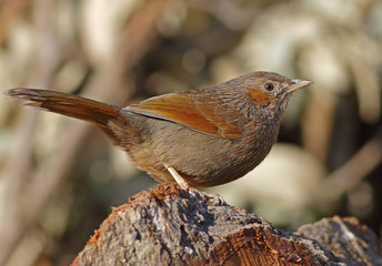 Streaked laughing thrush