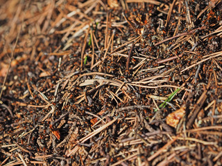 ants in an anthill