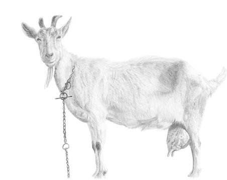 Hand drawn goat in vectors
