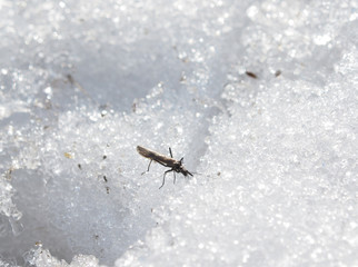 ephemera in the snow