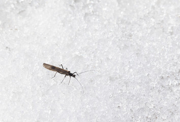 Obraz premium ephemera in the snow