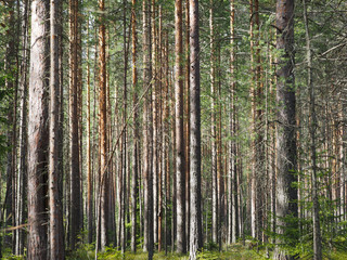 pine trees in the forest