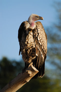 Ruppell's Griffon Vulture