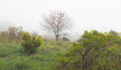 Trees in the fog