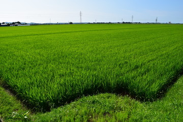 Obraz premium 田植え２ヶ月後の田園風景