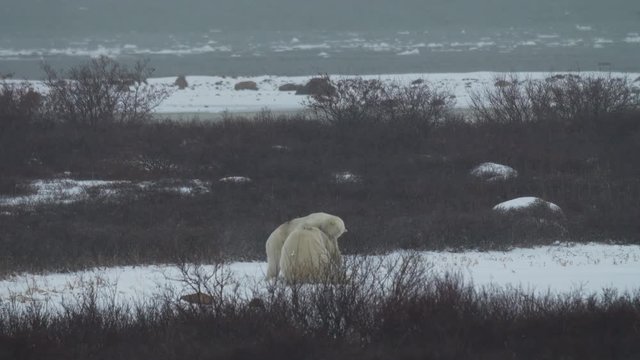 Wrestling Polar Bears in Snow Storm Next to Sea