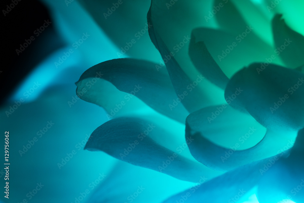 Wall mural petals of blue flower macro shot over black background