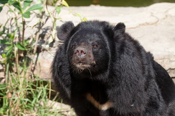 Obraz premium Asian great black bear.