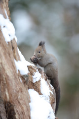 エゾリス,ネズミ目,リス科,リス属,キタリス種の亜種
