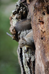 エゾリス,ネズミ目,リス科,リス属,キタリス種の亜種