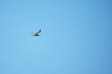 sandpiper bird in flight