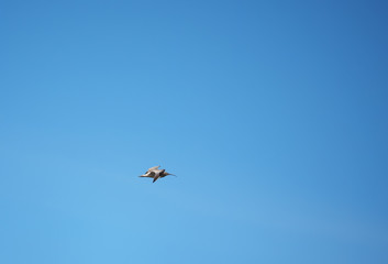 sandpiper bird in flight