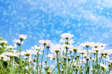 Fototapeta na wymiar White daisy flowers in sunshine light with blue sky and snow fla