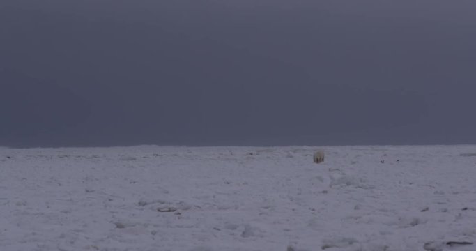 Polar bear and cubs make way across jumbled sea ice on coast