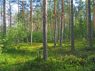 in the forest. summer