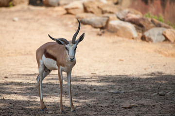 Springbok antelopes in the zoo.(Antidorcas marsupialis)