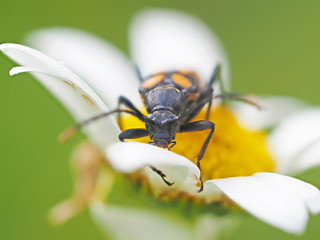 Beetle on camomile