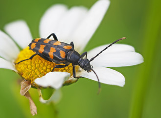 Beetle on camomile