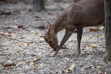 Asian Deer in the nature background.
