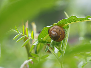 snail on the grass in the forest