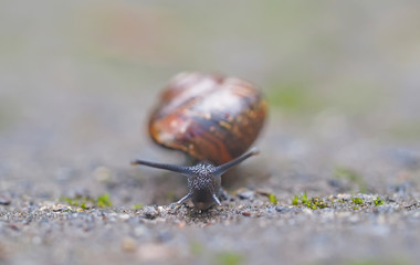snail on asphalt