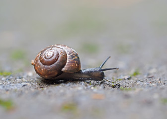 snail on asphalt