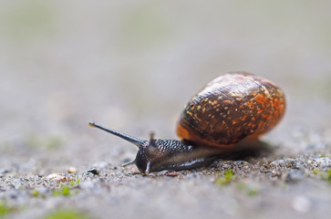 snail on asphalt