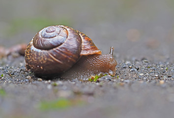 snail on asphalt
