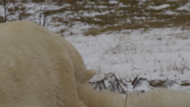 Close on polar bears wrestling in snowy tundra with backs and paws