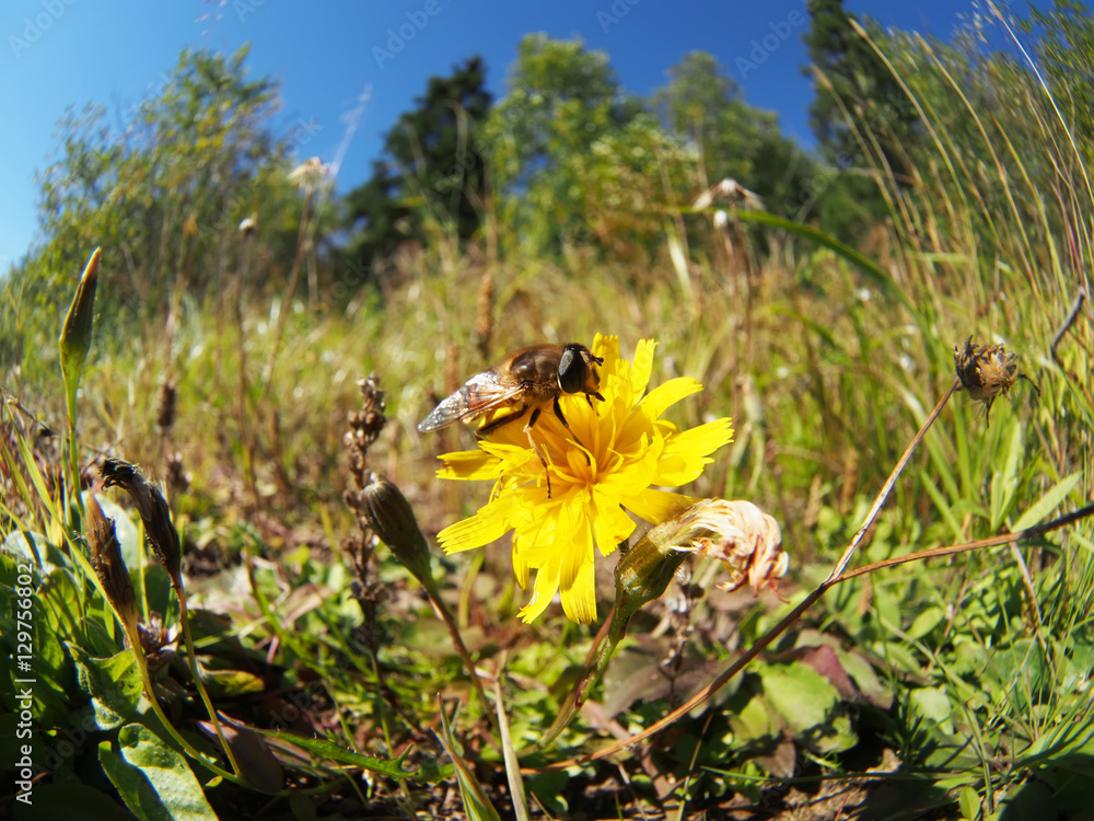 Poster bee on a flower