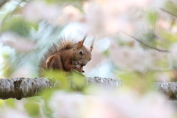 エゾリス,ネズミ目,リス科,リス属,キタリス種の亜種