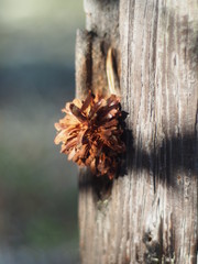 fir-cone on the tree