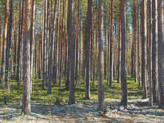 in a pine forest